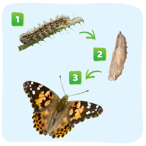 Raise and Release Butterfly Garden Kit – Caterpillar Habitat with redeemable Voucher- STEM