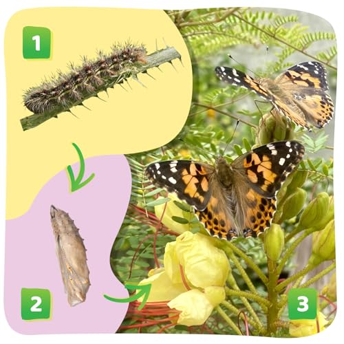 Butterfly Garden with 10 Live Baby Caterpillars - Habitat, Feeder, Chrys-A-Lid Holders, STEM
