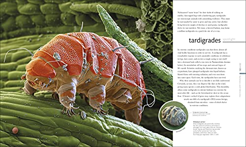 Micro Life: Miracles of the Miniature World Revealed (DK Secret World Encyclopedias) (Packaging may vary)
