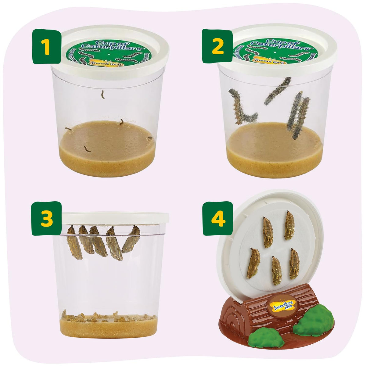 Raise and Release Butterfly Garden Kit – Caterpillar Habitat with redeemable Voucher- STEM