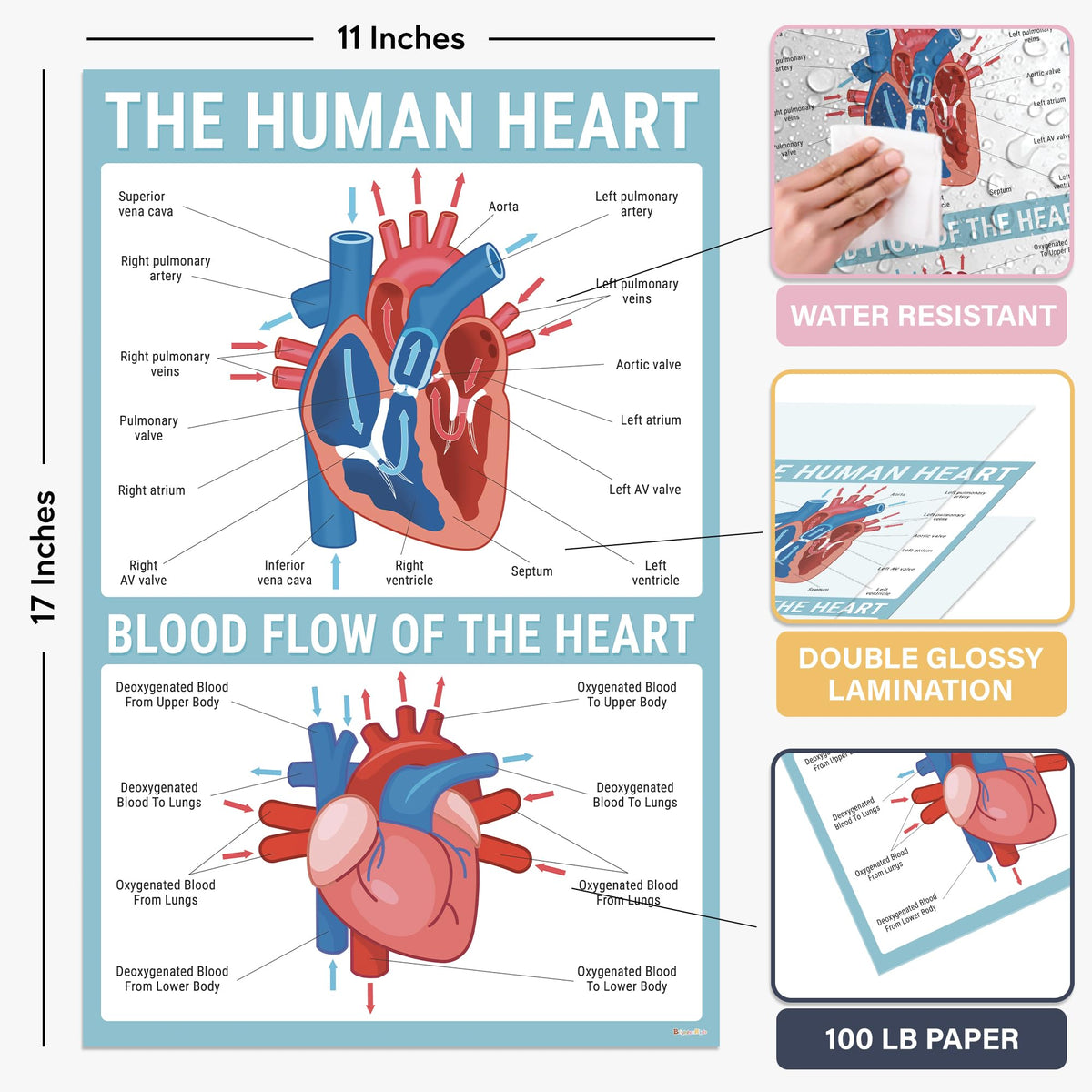 BrightenKidz Science Posters Pack 11x17